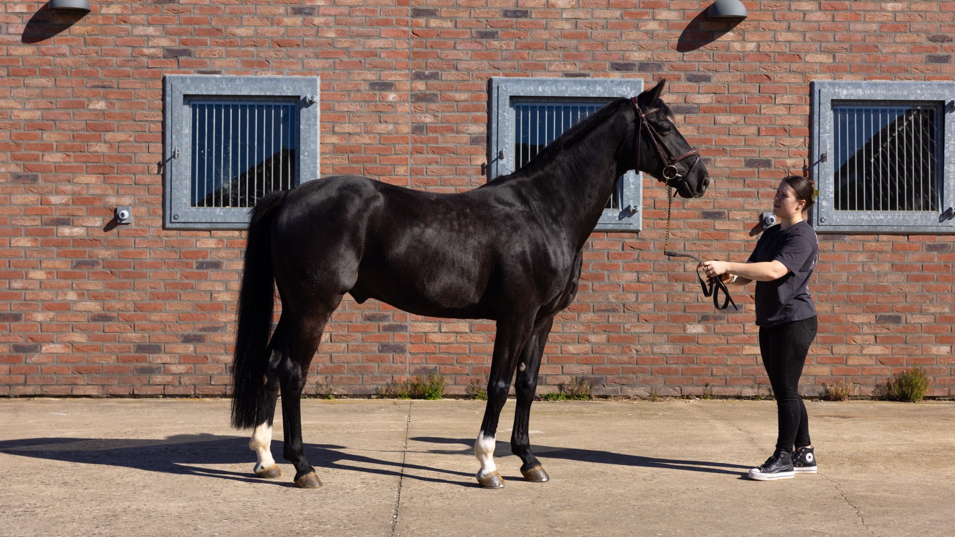 Paard Bailando, photo 5 of 7