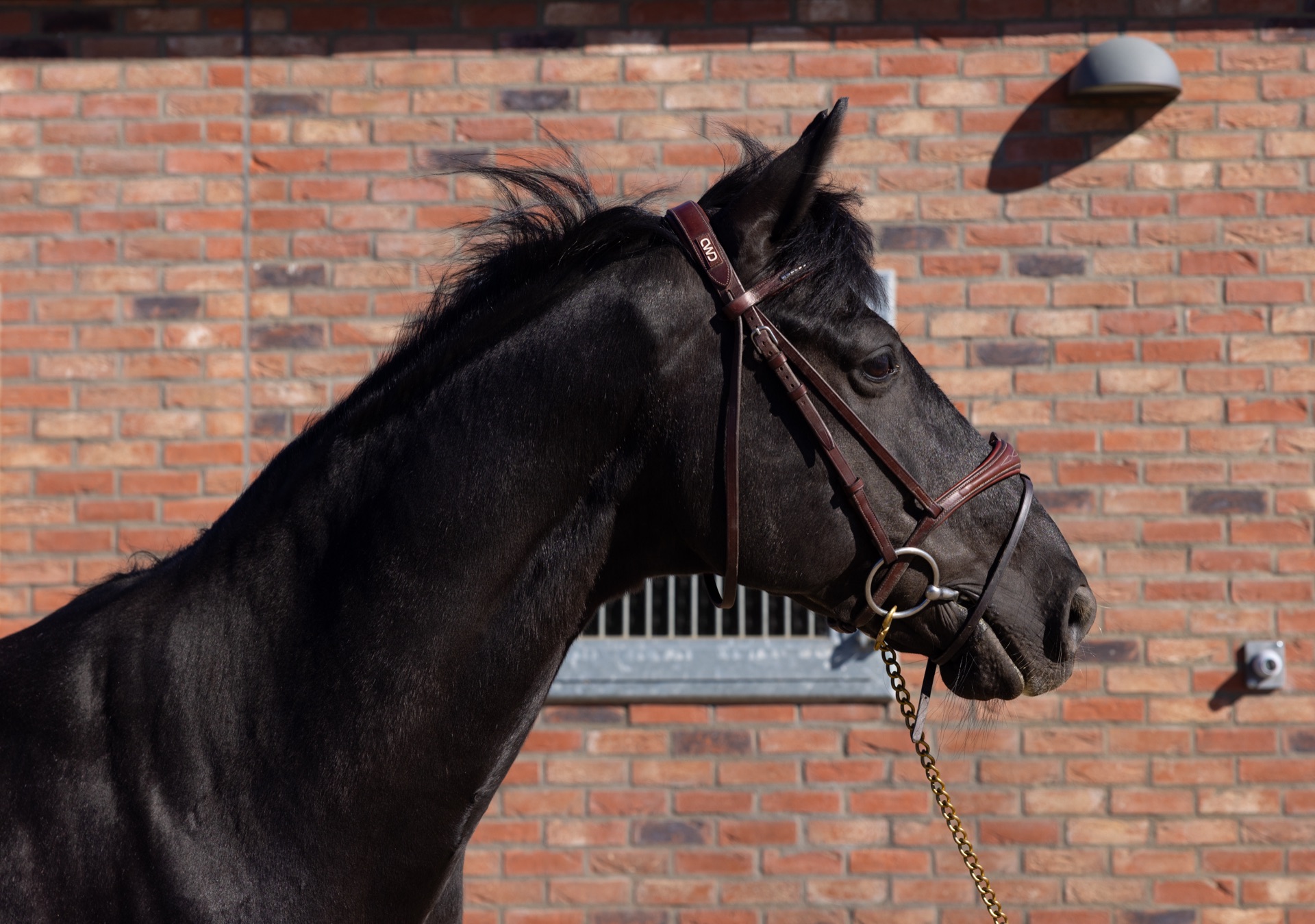 Paard Bailando, photo 6 of 7
