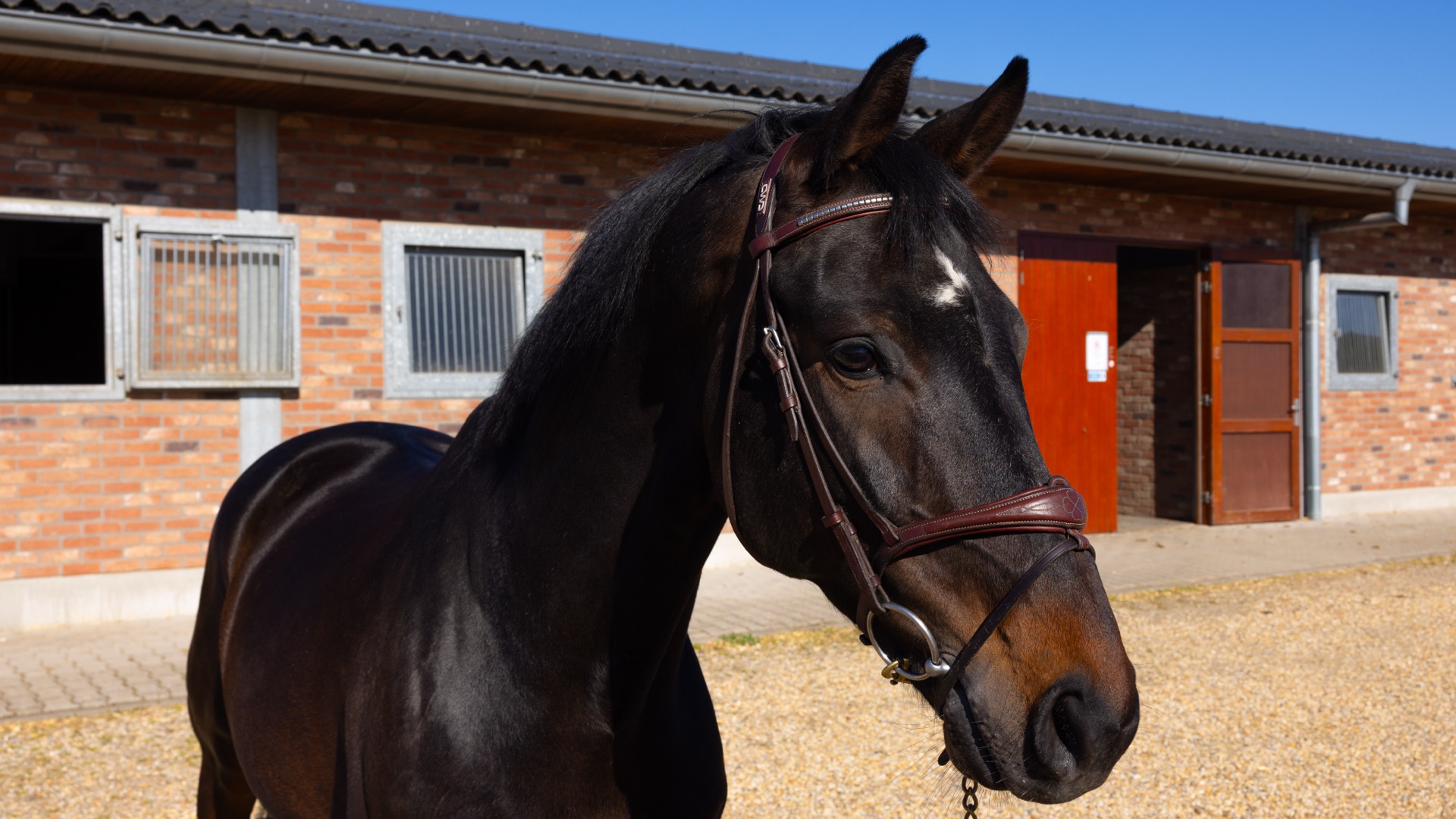 Paard Florenzo, photo 1 of 7