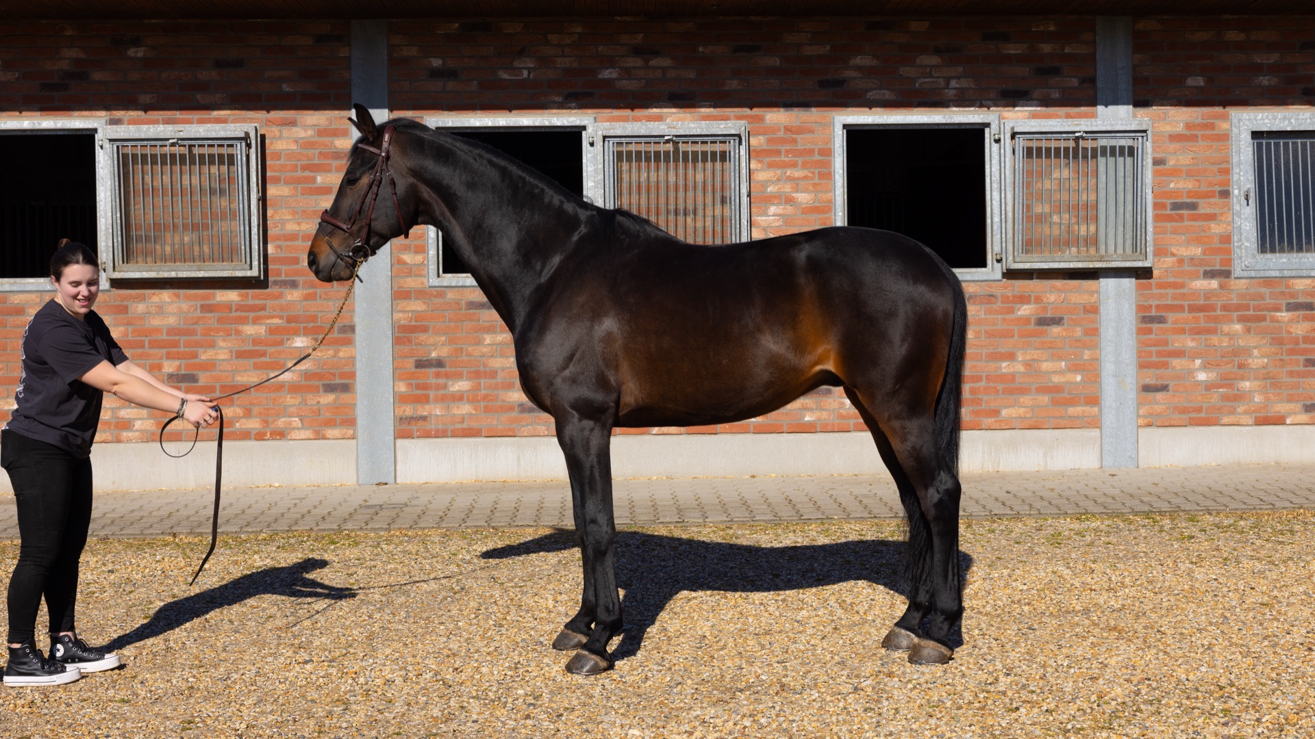 Paard Florenzo, photo 2 of 7