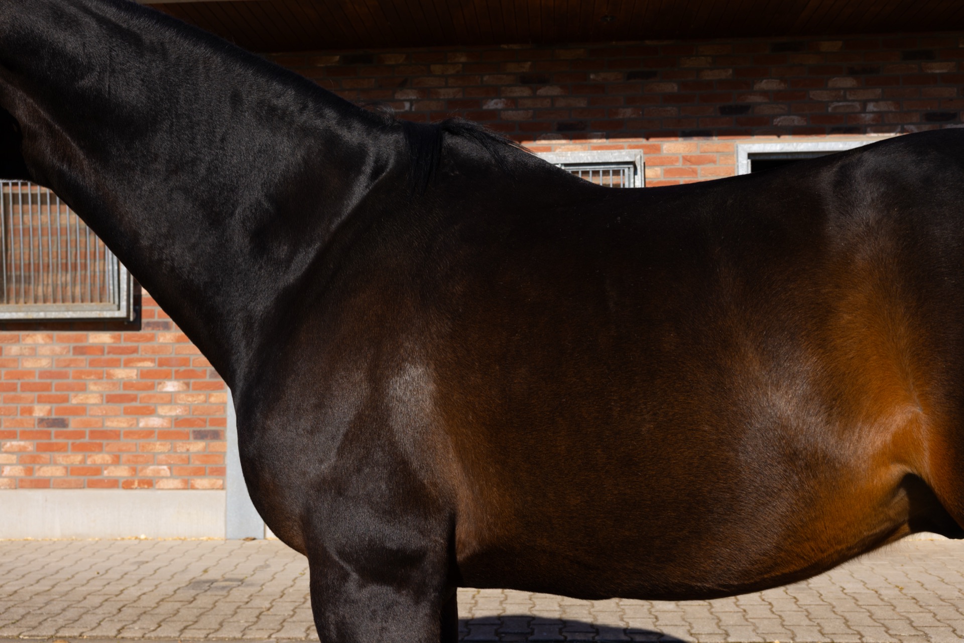 Paard Florenzo, photo 4 of 7