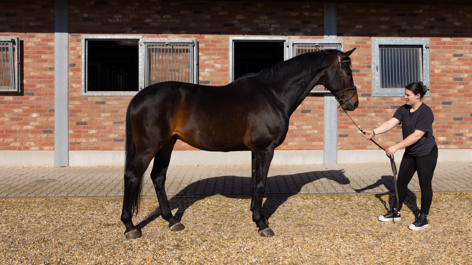 Paard Florenzo, photo 5 of 7