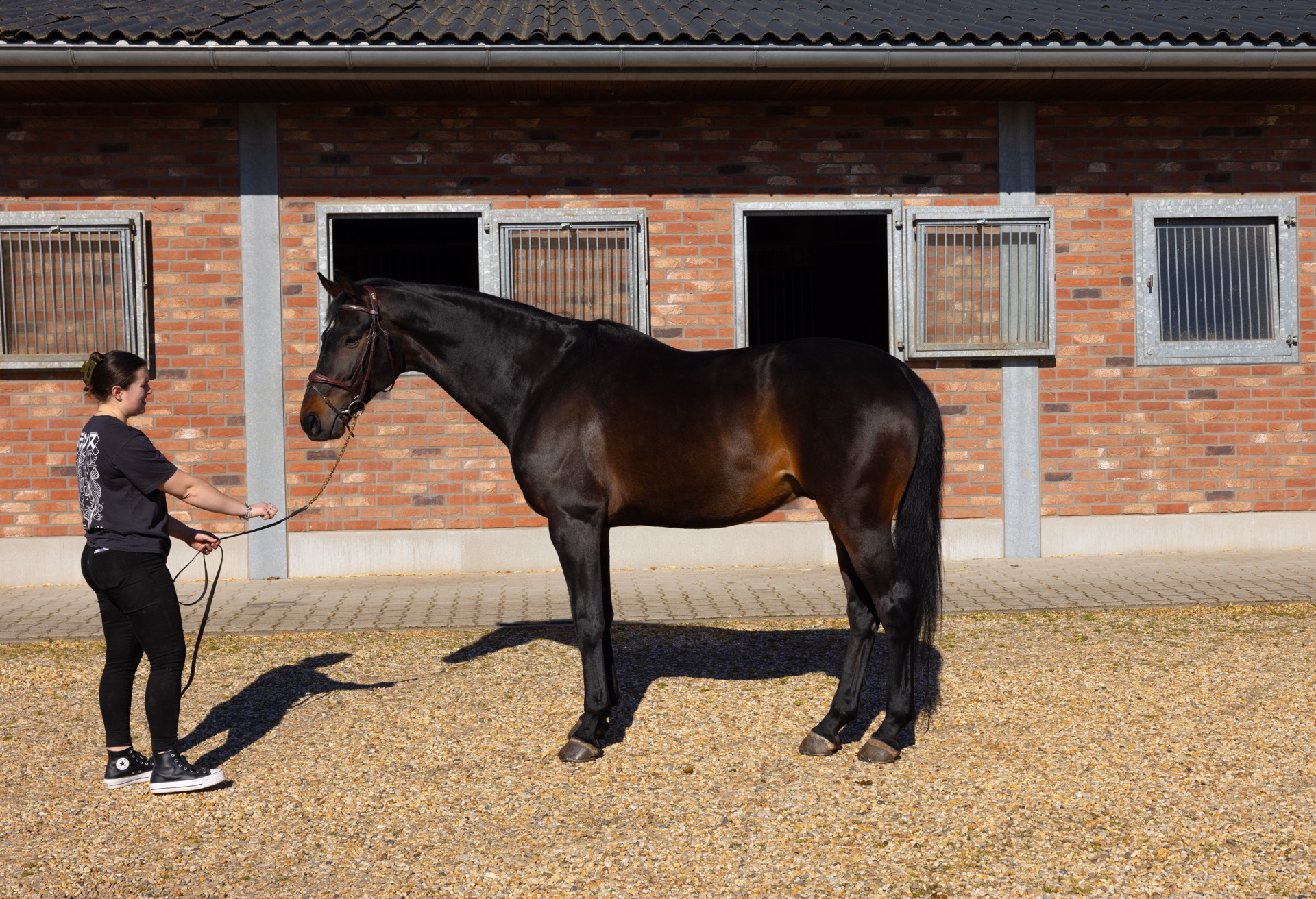 Paard Florenzo, photo 6 of 7