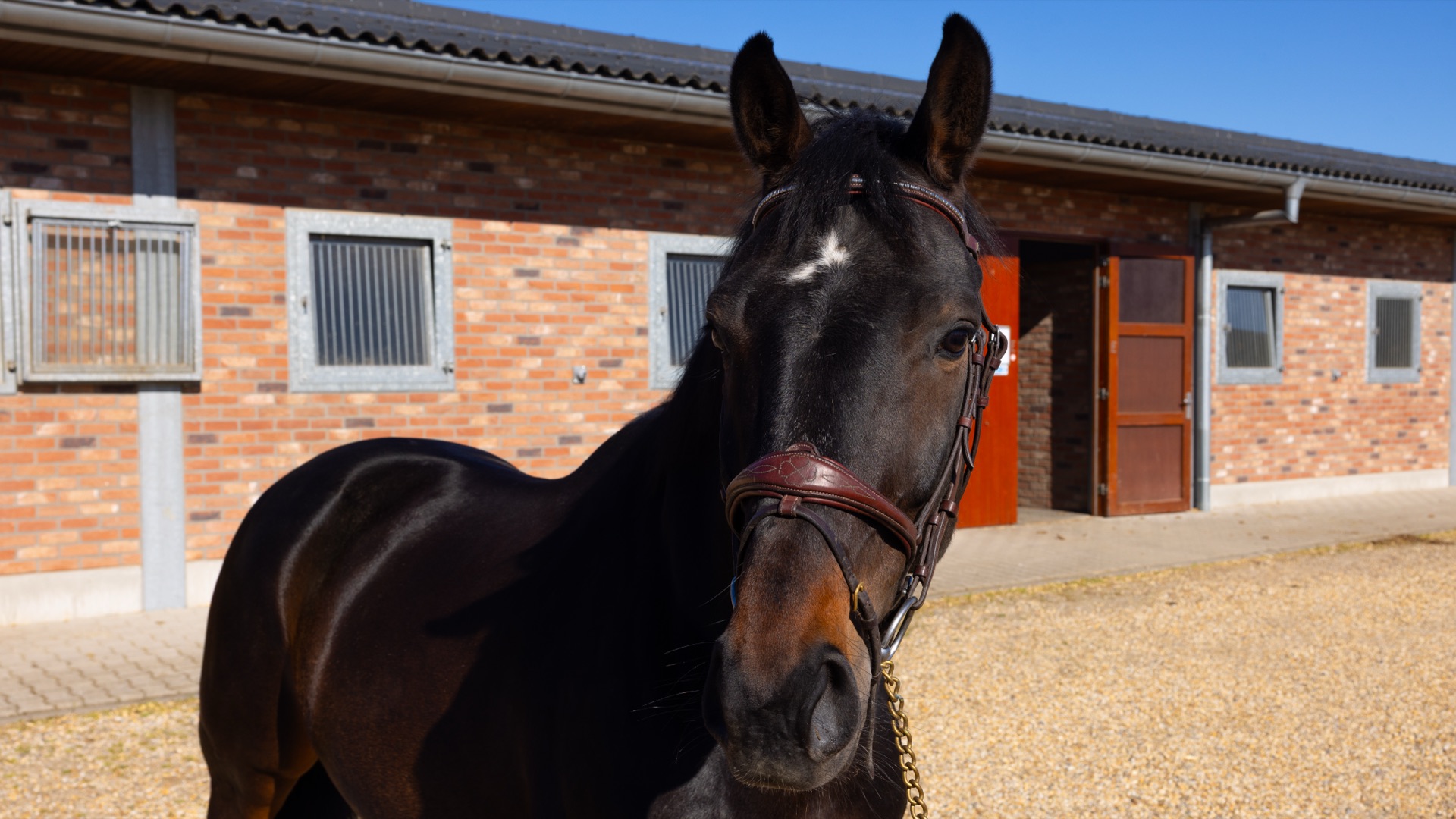 Paard Florenzo, photo 7 of 7