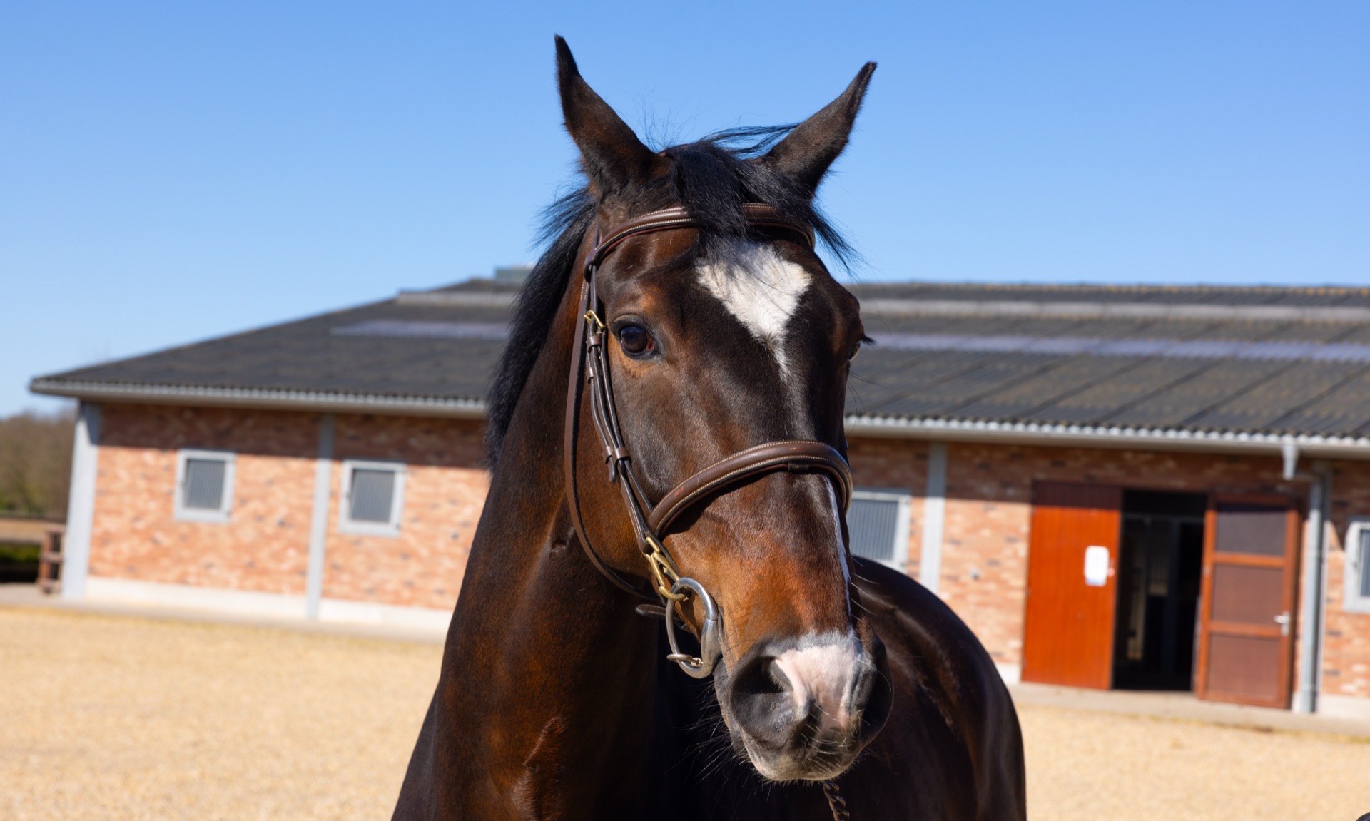 Paard Melody, photo 1 of 6