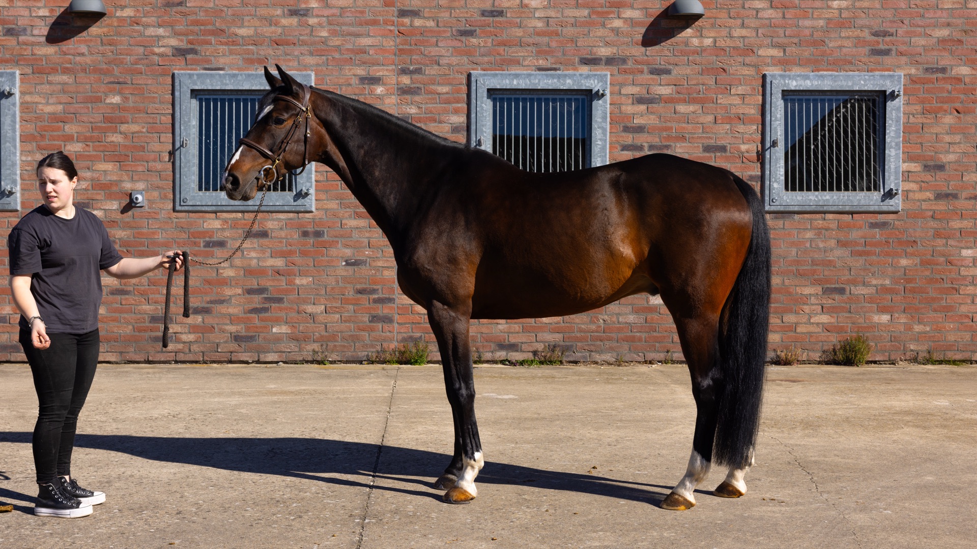 Paard Melody, photo 3 of 6