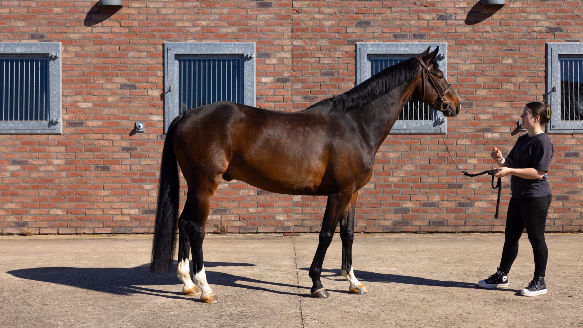 Paard Melody, photo 4 of 6