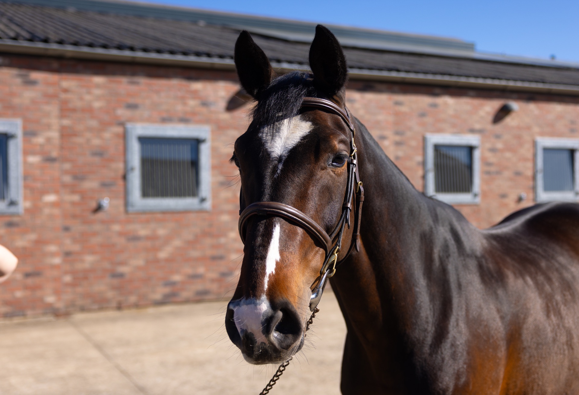 Paard Melody, photo 5 of 6