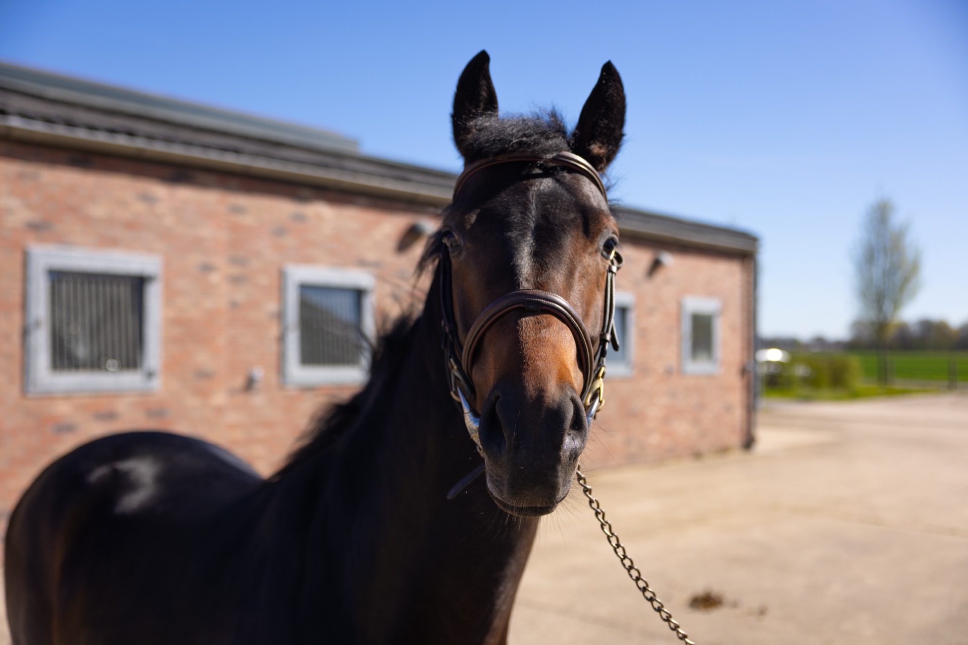 Paard Roc, photo 1 of 4