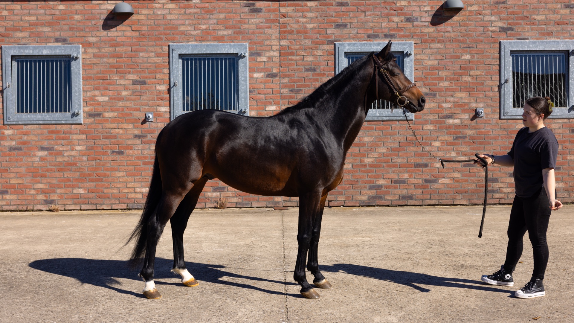 Paard Roc, photo 2 of 4