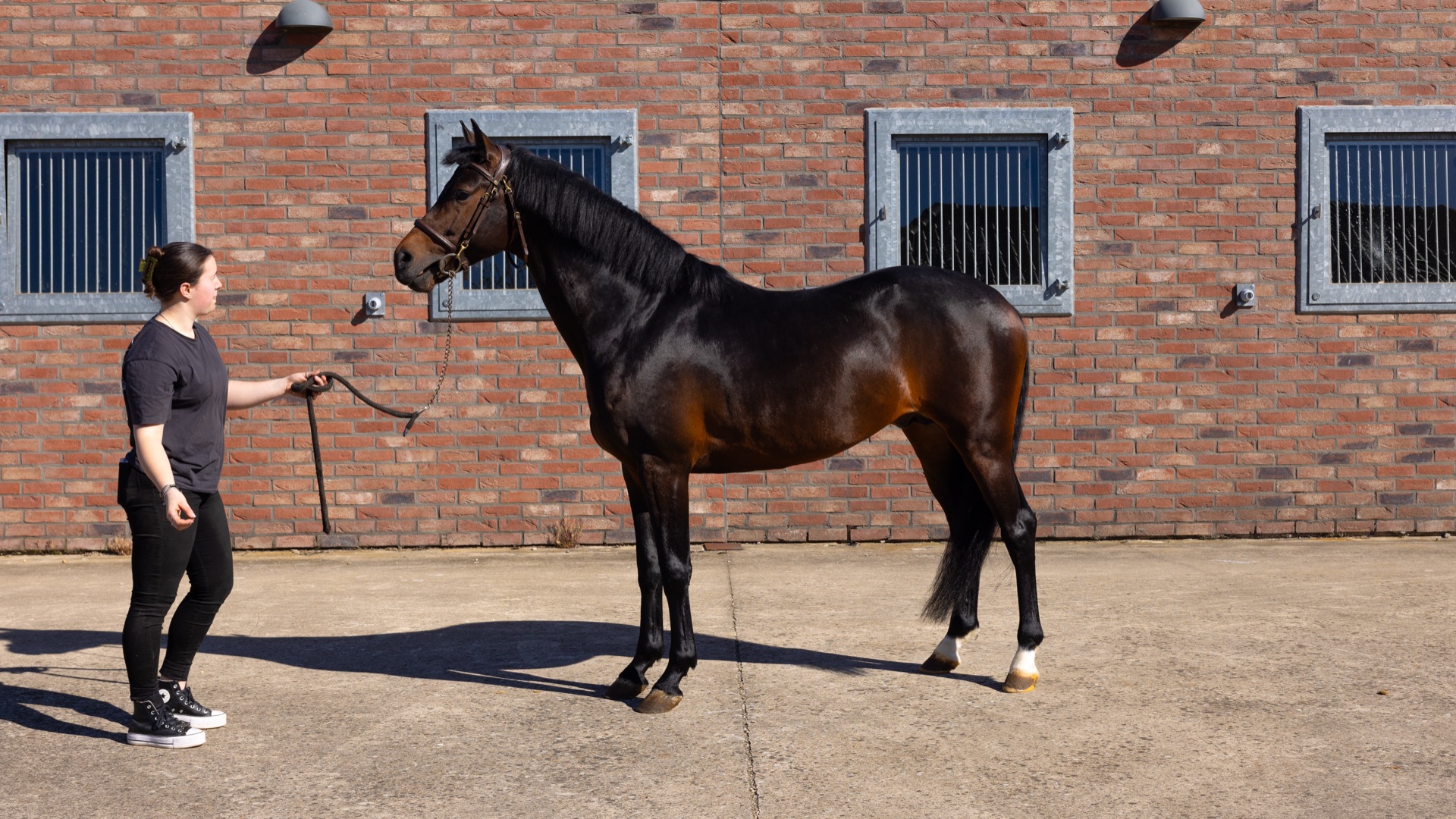 Paard Roc, photo 3 of 4