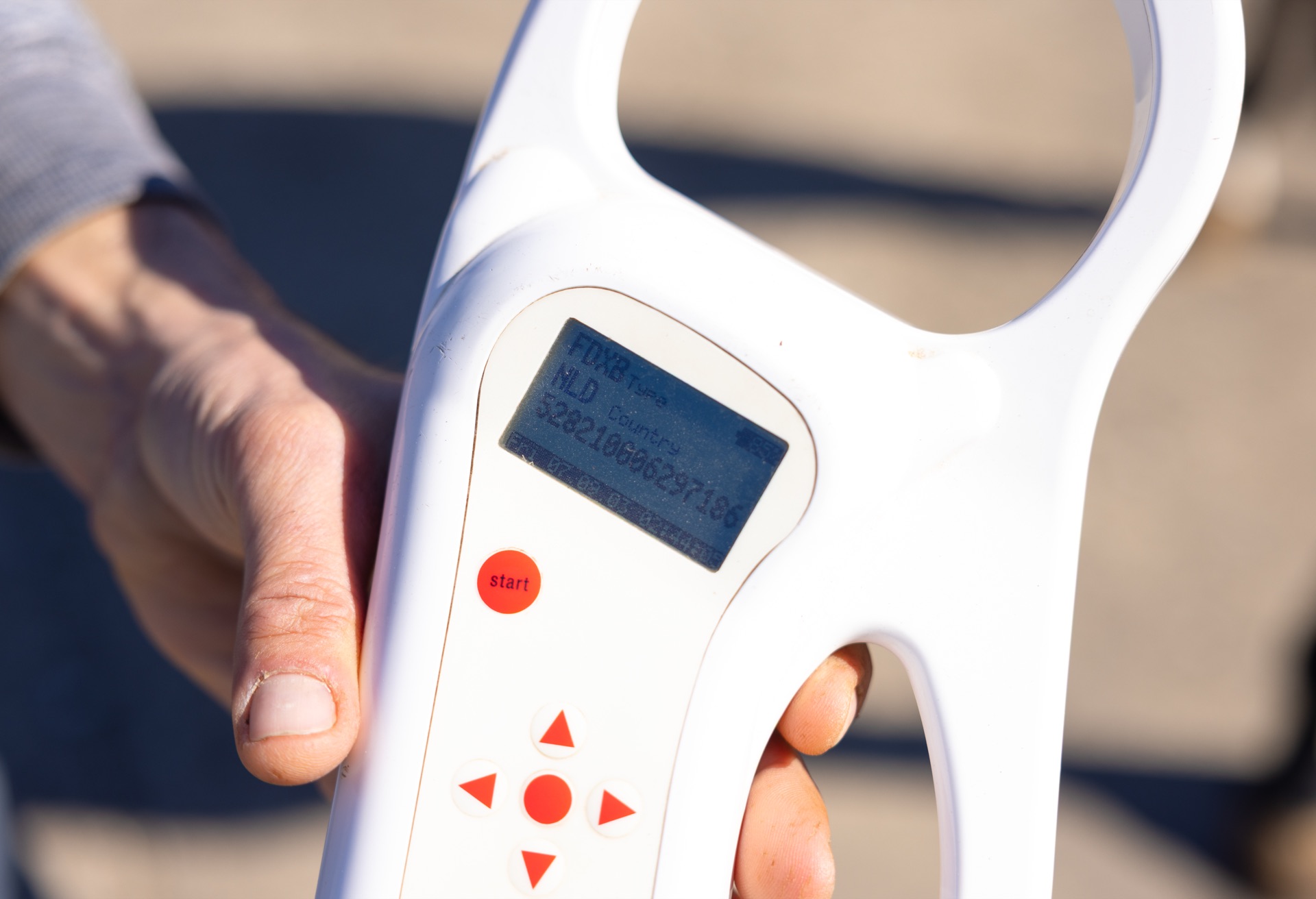 Paard Roc, photo 4 of 4