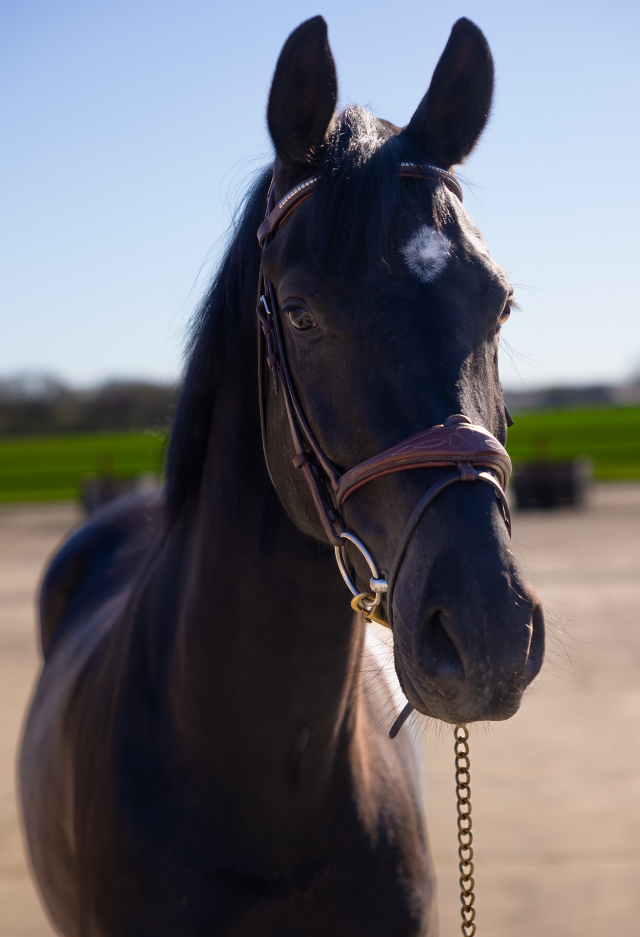 Paard Toti, photo 1 of 13