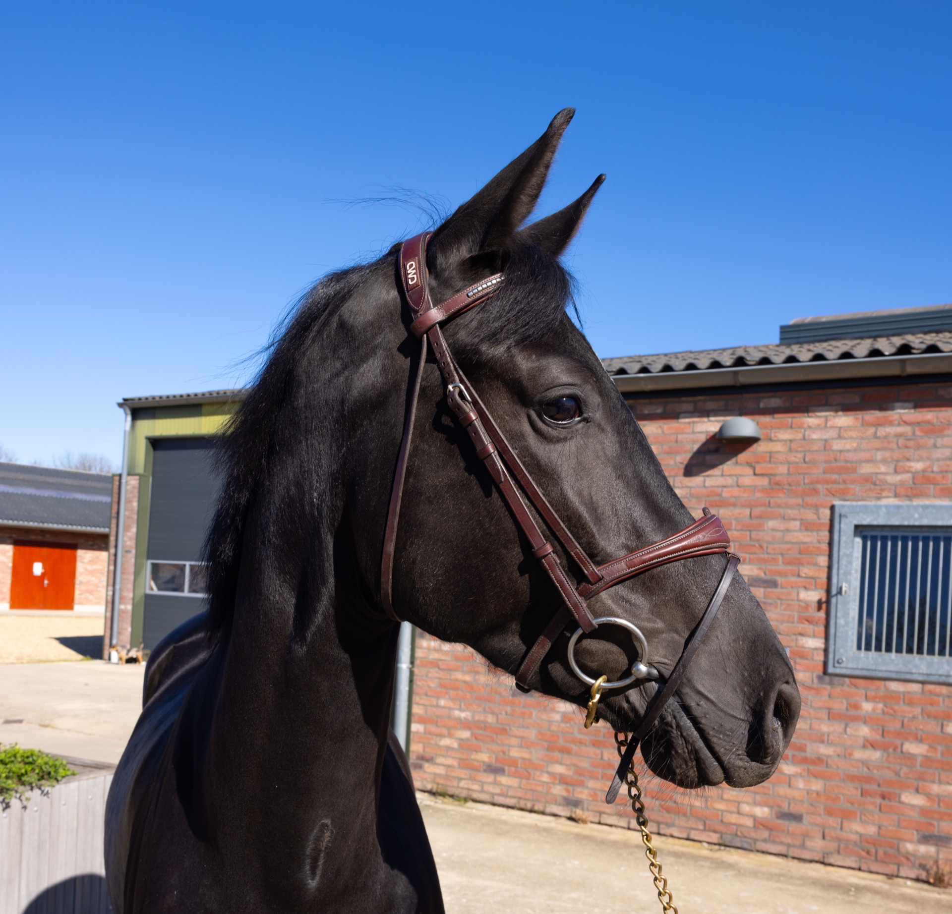 Paard Toti, photo 2 of 13