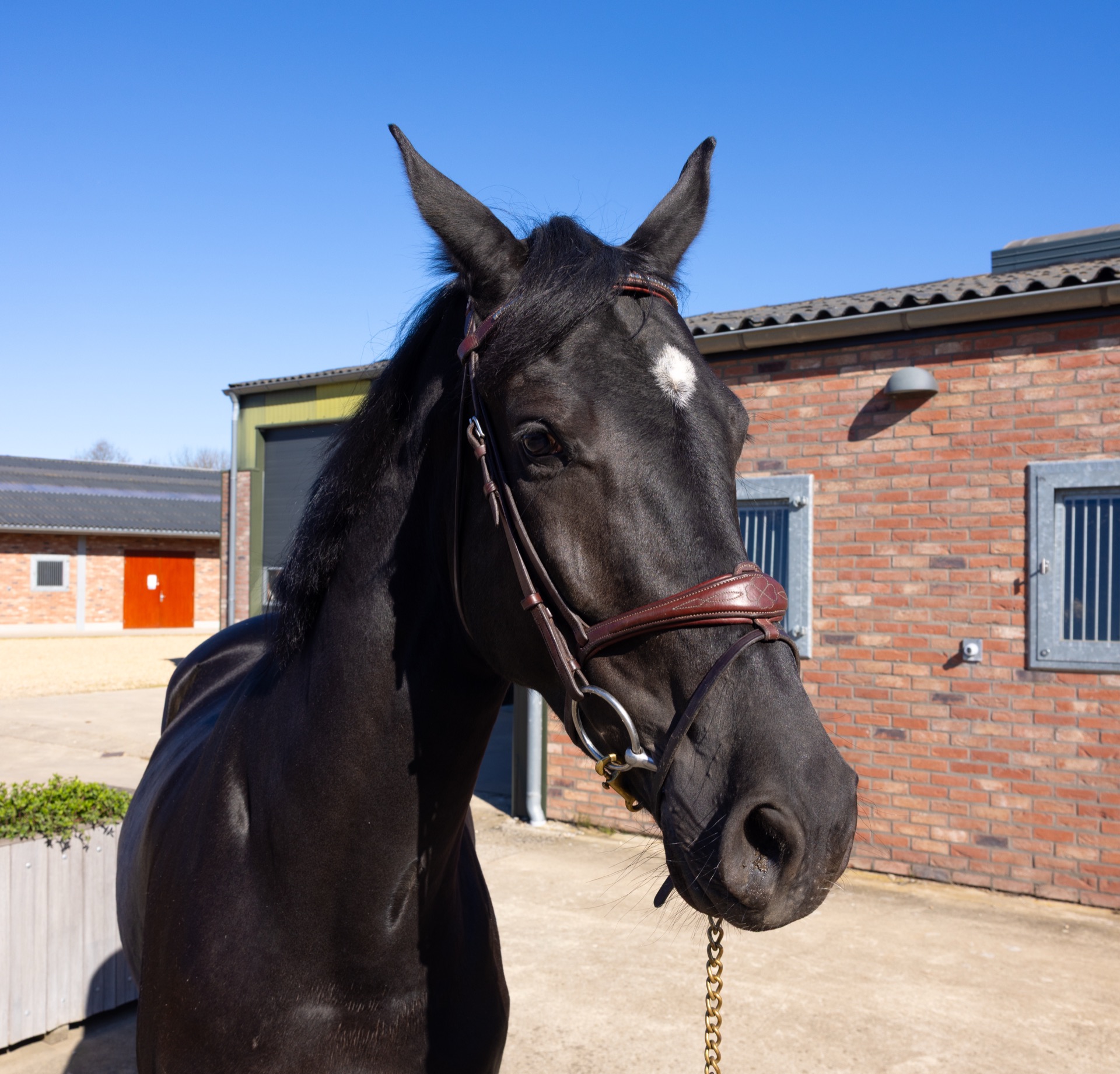 Paard Toti, photo 3 of 13