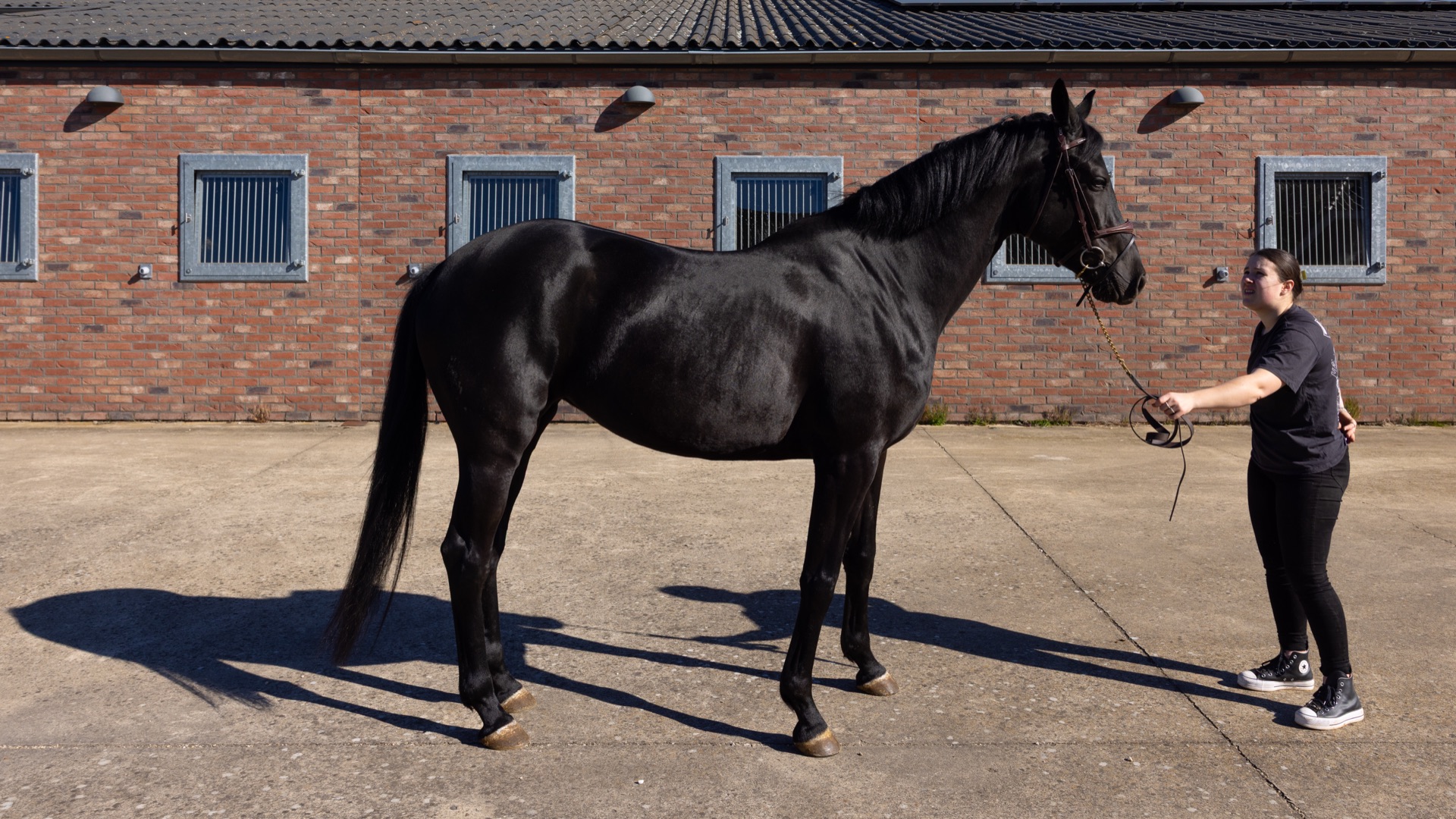 Paard Toti, photo 4 of 13