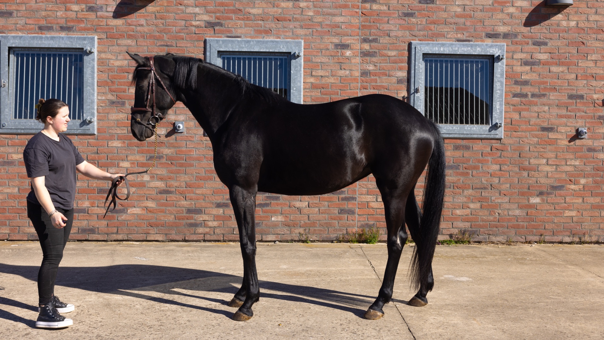 Paard Toti, photo 5 of 13