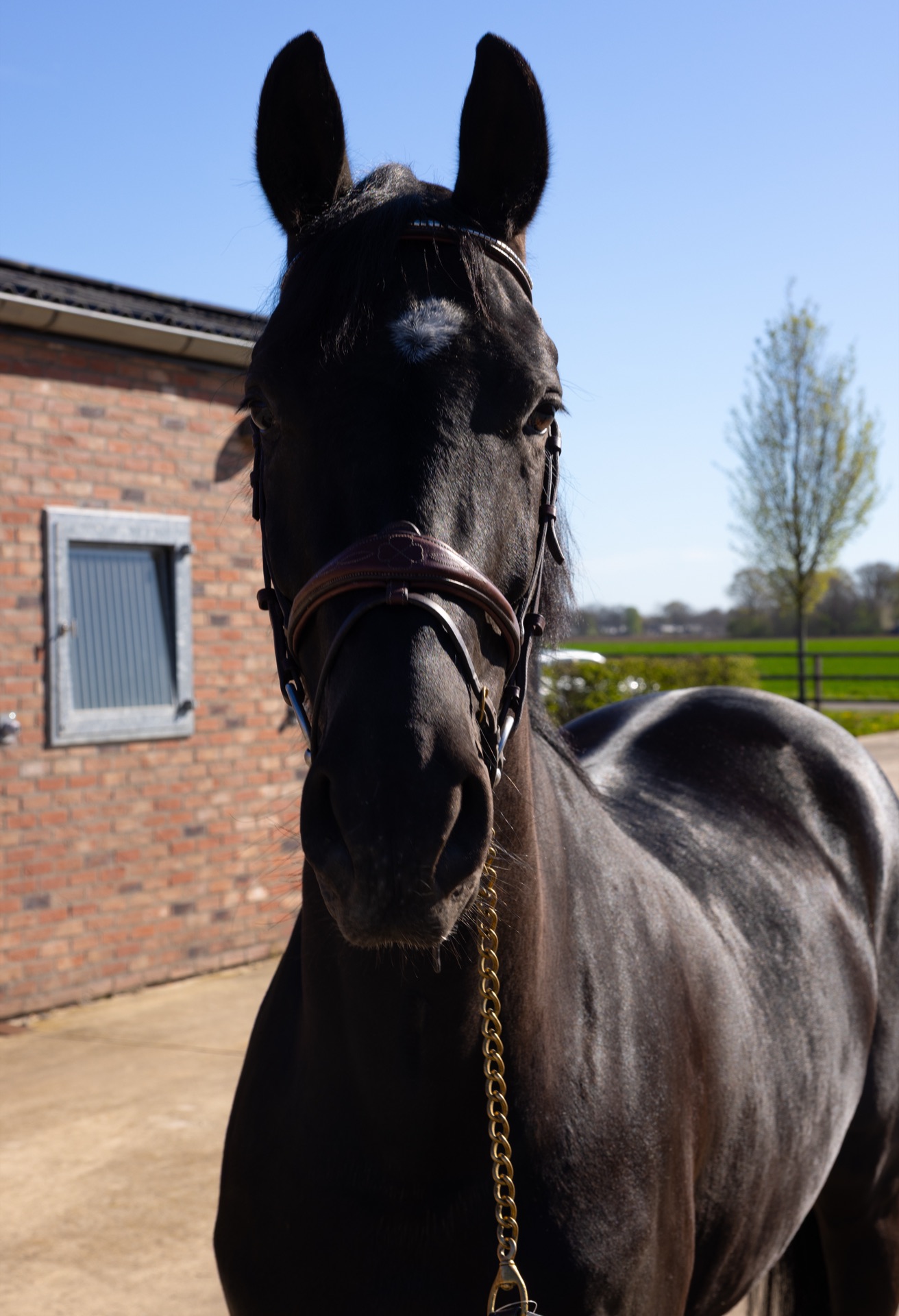 Paard Toti, photo 6 of 13