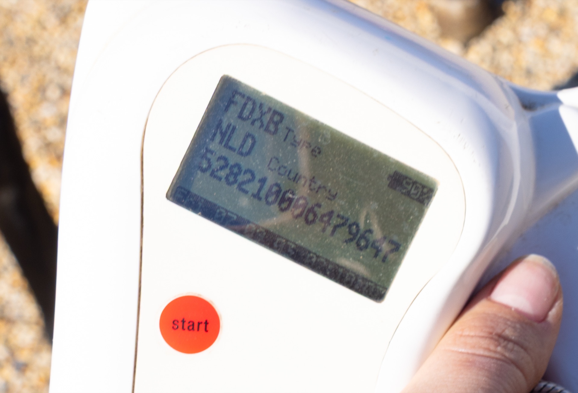 Paard Toti, photo 7 of 13