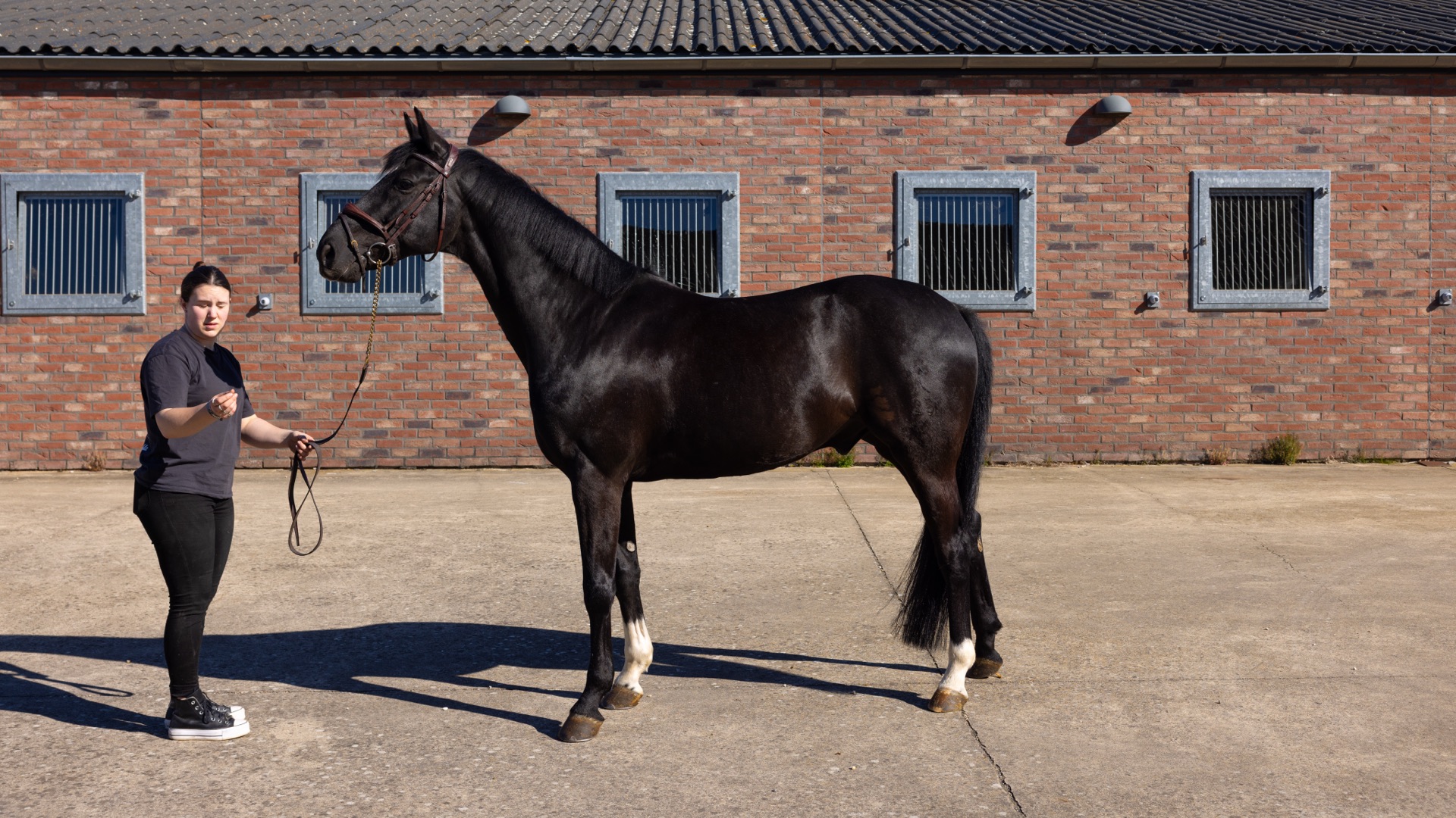 Paard Toti, photo 8 of 13