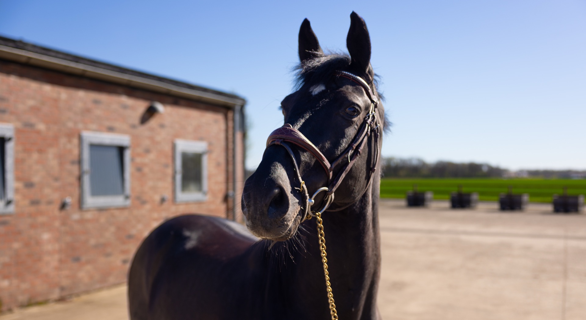 Paard Toti, photo 9 of 13