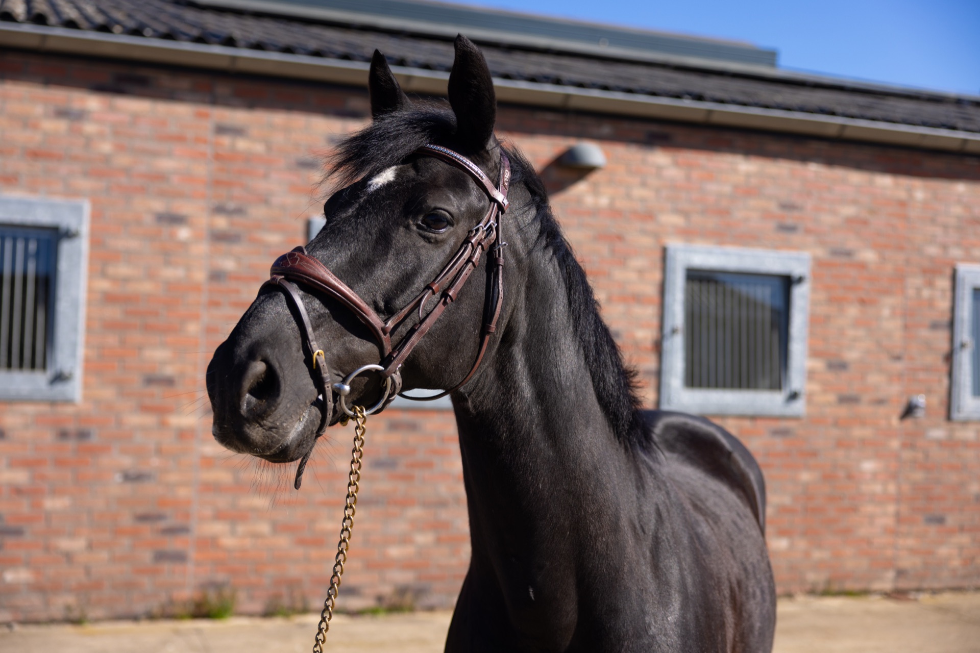 Paard Toti, photo 10 of 13