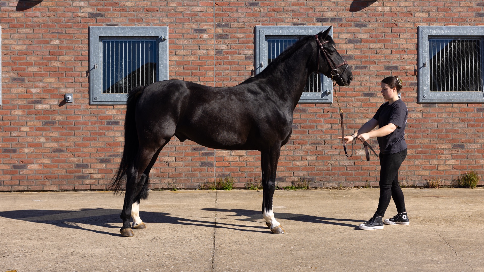 Paard Toti, photo 11 of 13